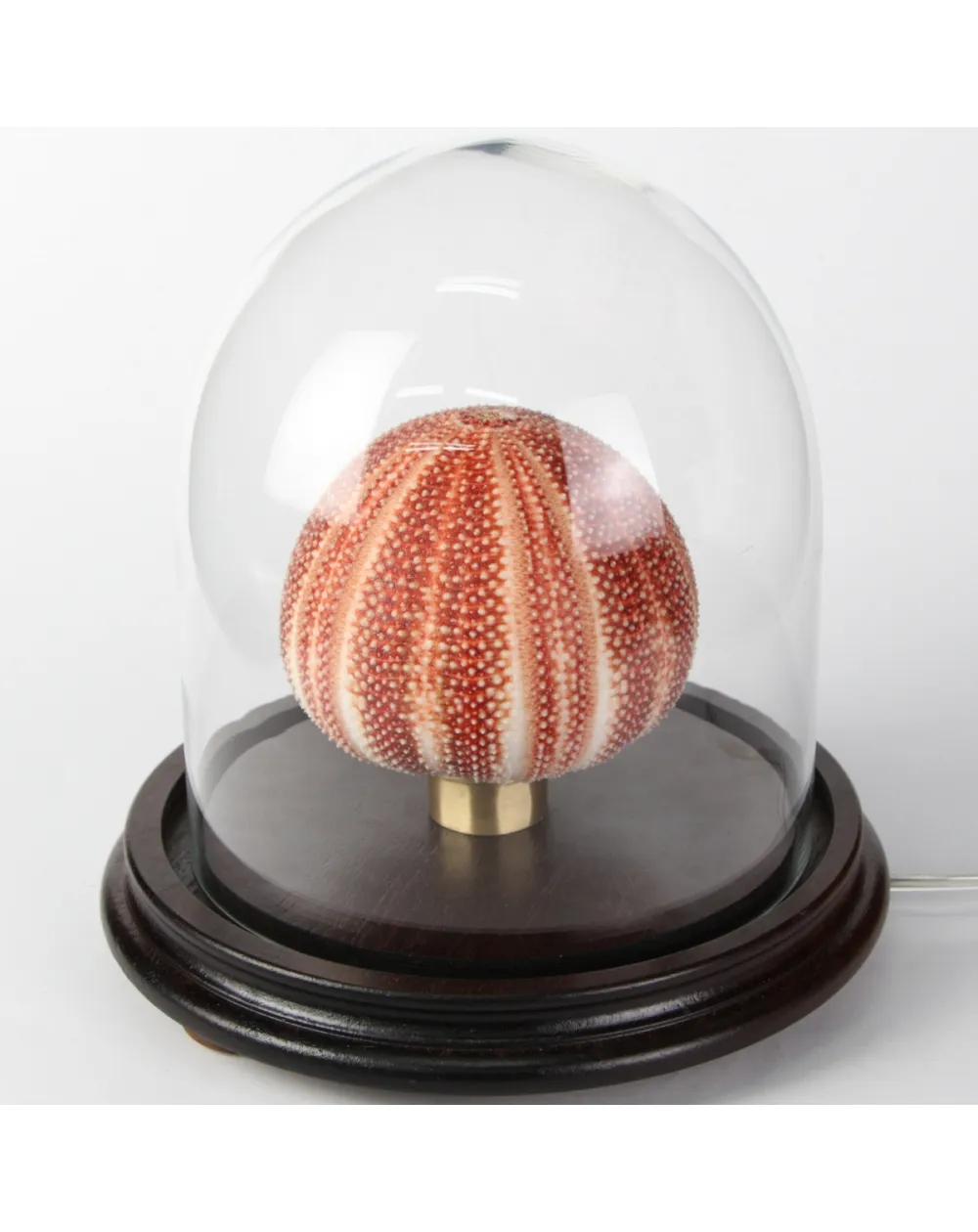 Lampada con Riccio sotto Campana di Vetro