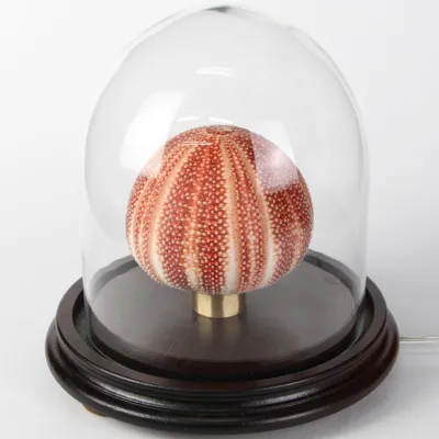 Lampada con Riccio sotto Campana di Vetro