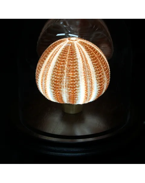 Lampada con Riccio sotto Campana di Vetro