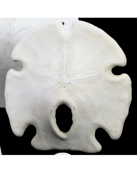 Sand Dollars  sotto Campana di Vetro