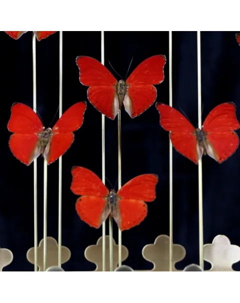 Farfalle sotto Campana di Vetro