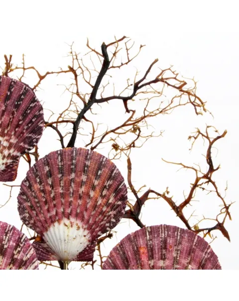 Pecten e Gorgonia sotto Campana di Vetro