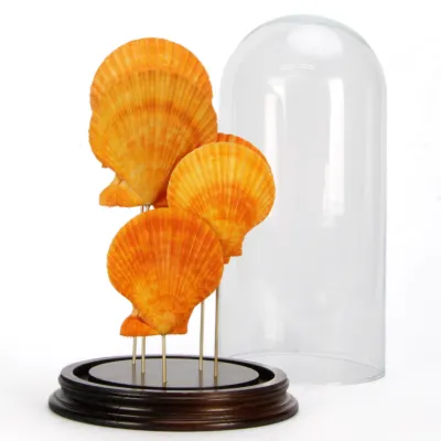 Pecten sotto Campana di Vetro
