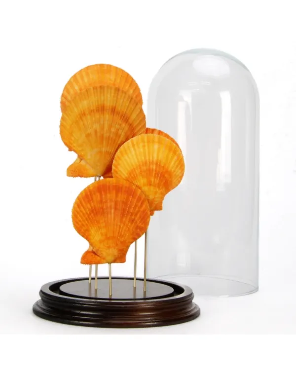 Pecten sotto Campana di Vetro