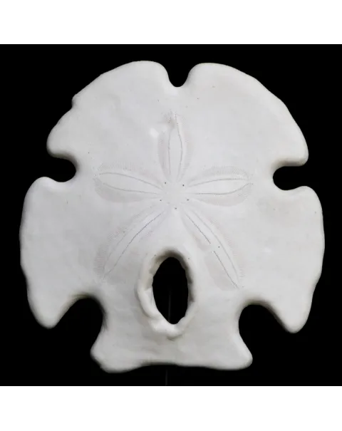 Sand Dollar sotto Campana di Vetro