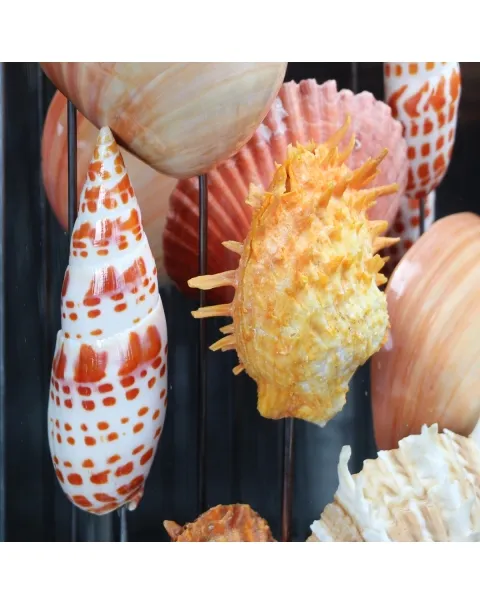 Conchiglie in Campana