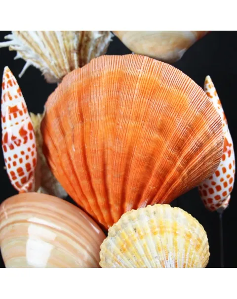 Conchiglie in Campana
