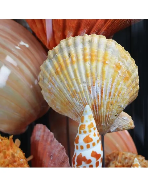 Conchiglie in Campana