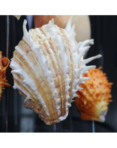 Conchiglie in Campana