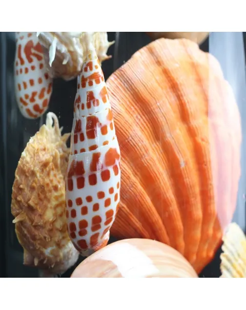 Conchiglie in Campana