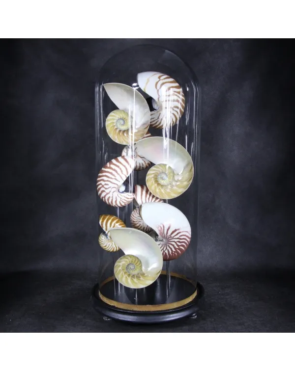 Nautilus sotto Campana 