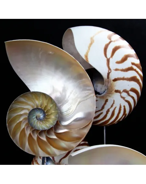 Nautilus sotto Campana 