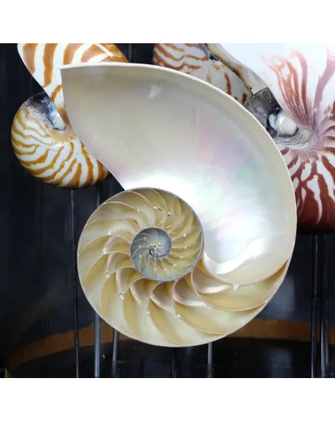 Nautilus sotto Campana 