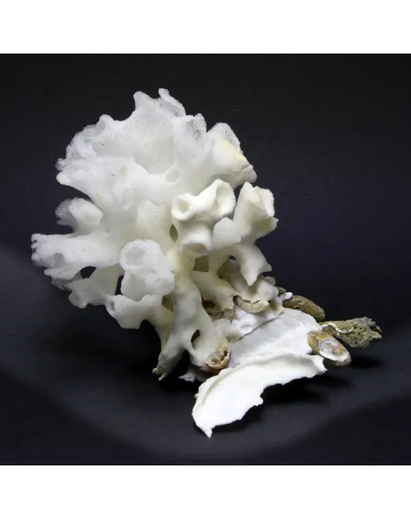 Xenophora Pallidula con Corallo