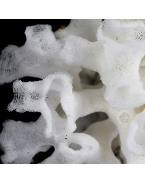 Xenophora Pallidula con Corallo