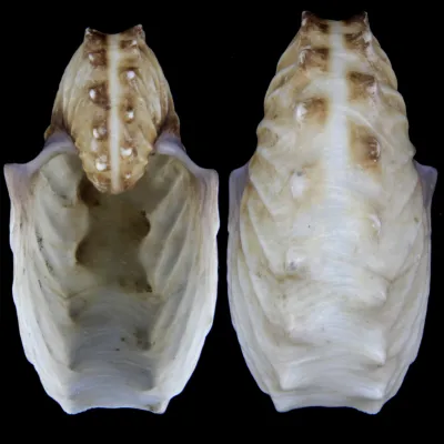 Argonauta Hians