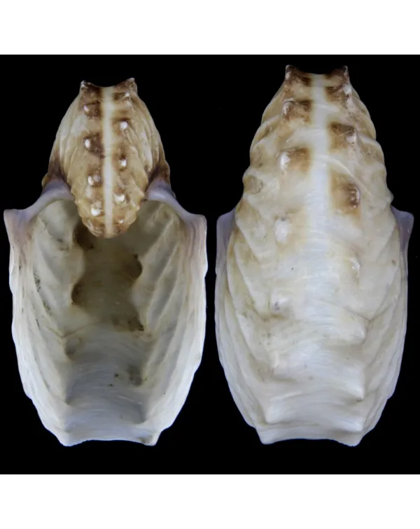 Argonauta Hians