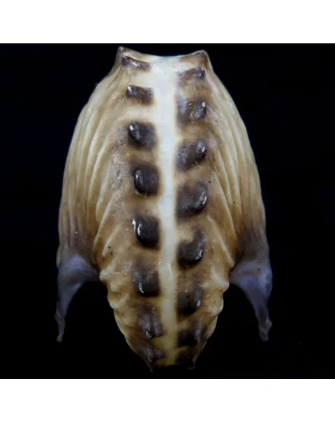 Argonauta Hians