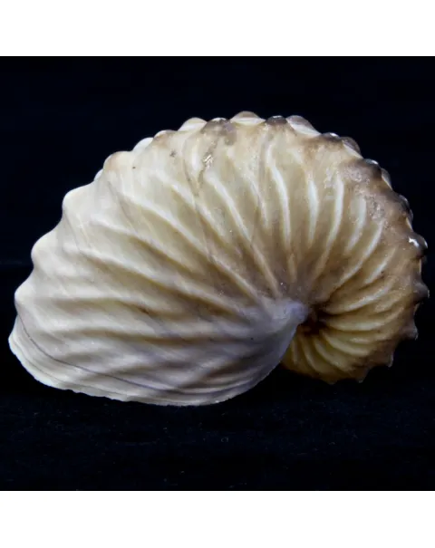 Argonauta Hians
