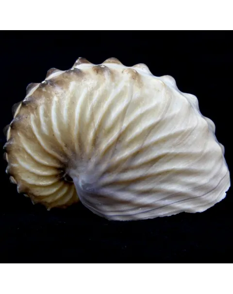 Argonauta Hians