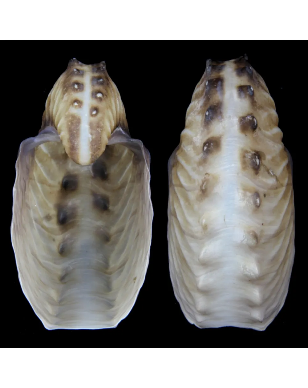 Argonauta Hians