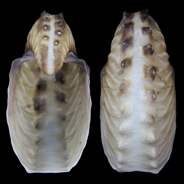 Argonauta Hians