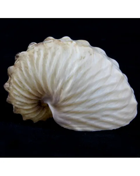 Argonauta Hians