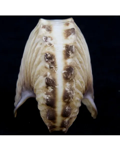 Argonauta Hians