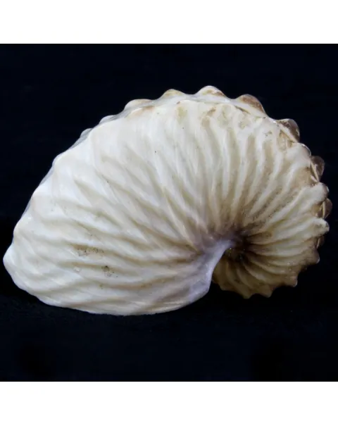 Argonauta Hians