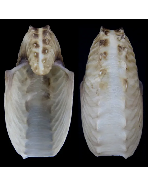 Argonauta Hians