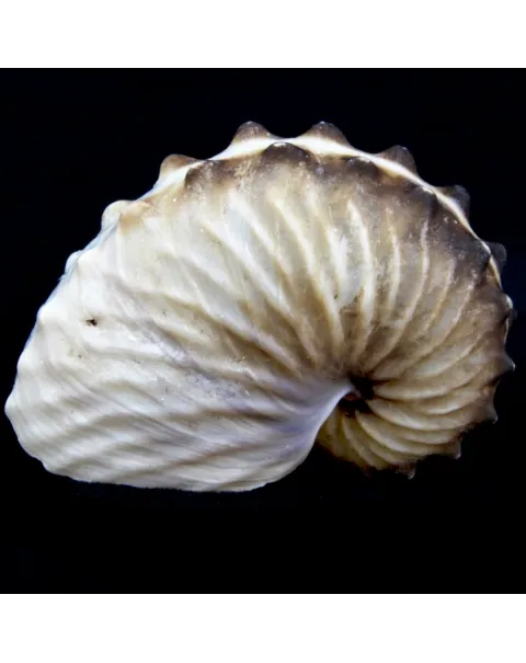 Argonauta Hians