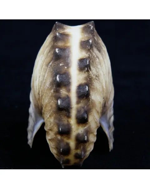 Argonauta Hians