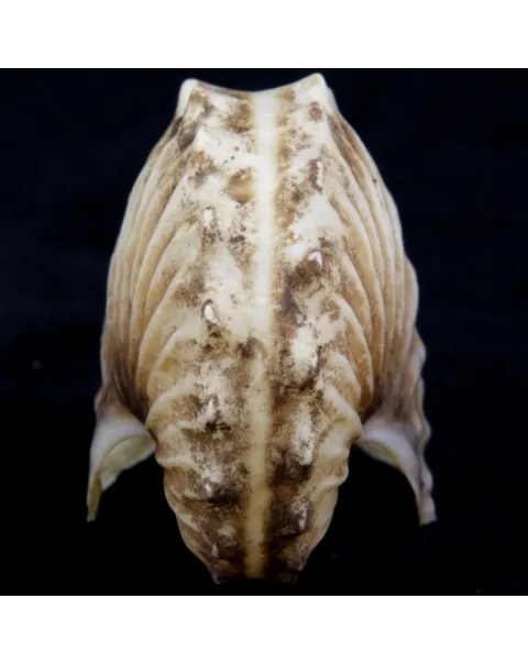 Argonauta Hians