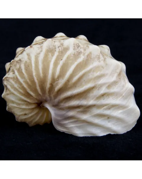 Argonauta Hians