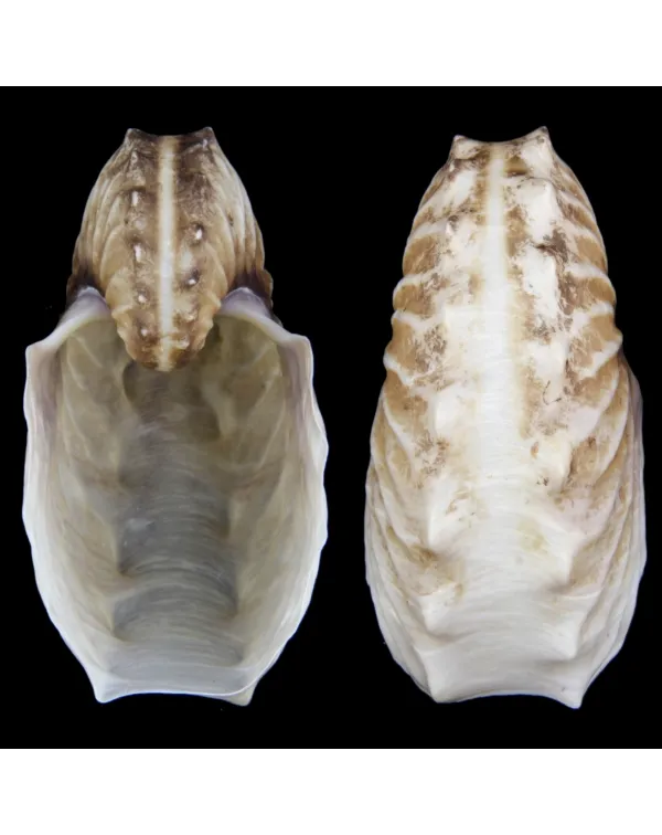 Argonauta Hians