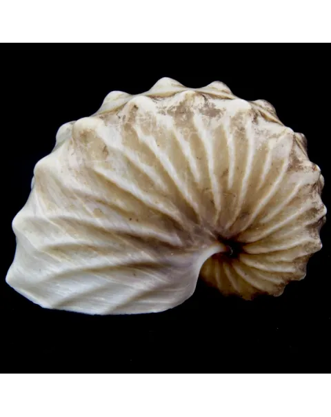 Argonauta Hians
