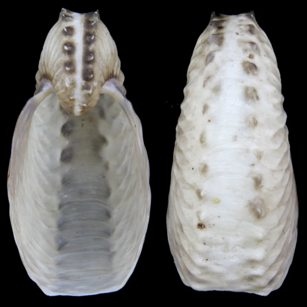 Argonauta Hians