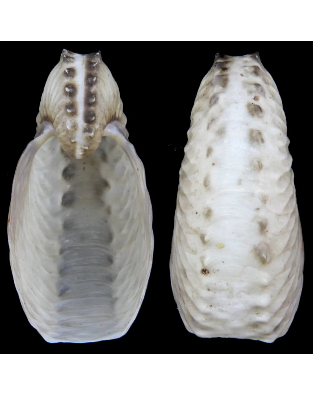 Argonauta Hians