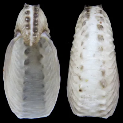 Argonauta Hians