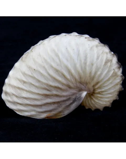 Argonauta Hians