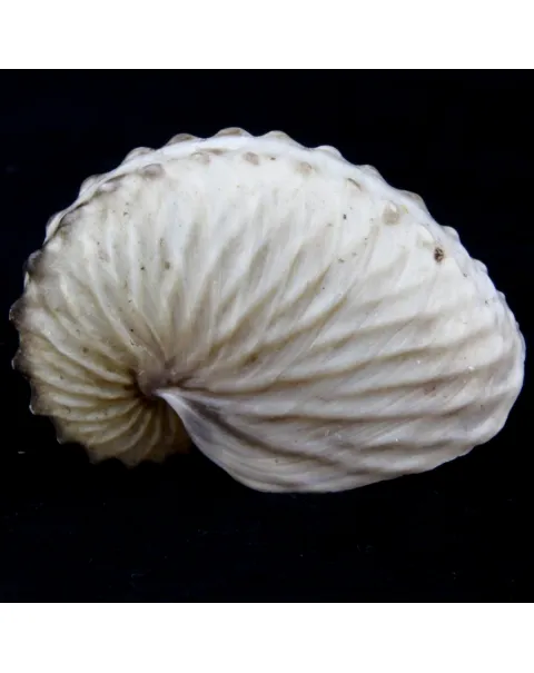 Argonauta Hians