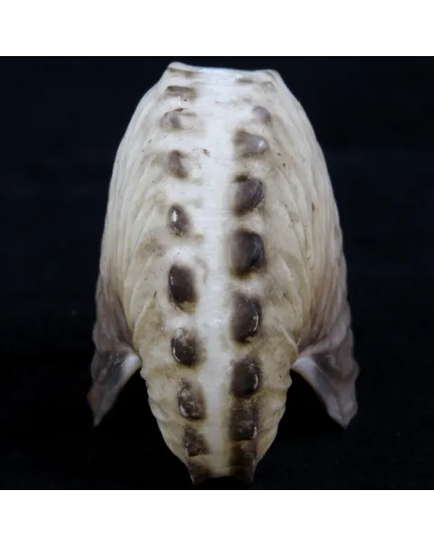 Argonauta Hians