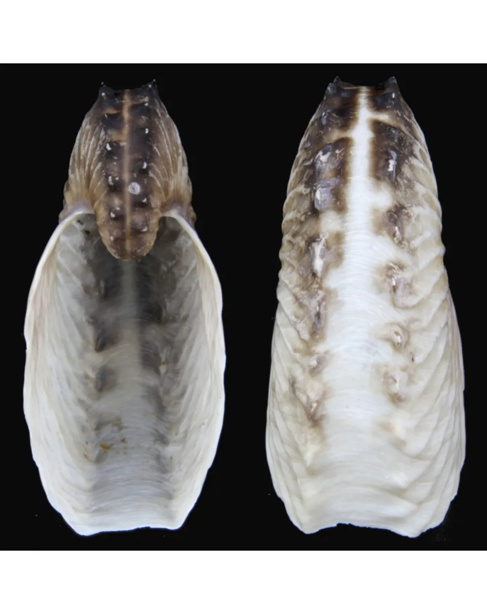 Argonauta Hians