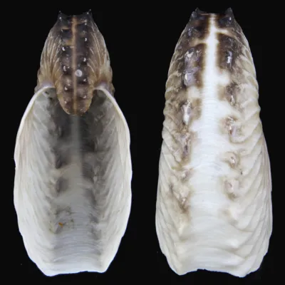 Argonauta Hians