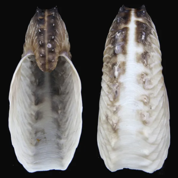 Argonauta Hians