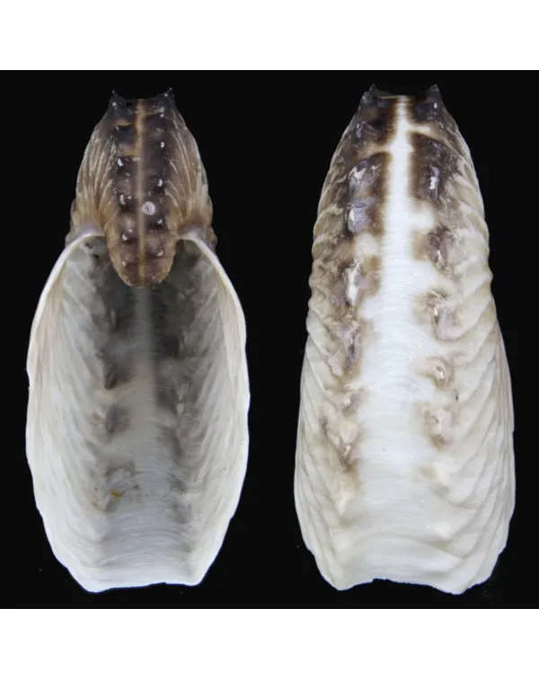 Argonauta Hians