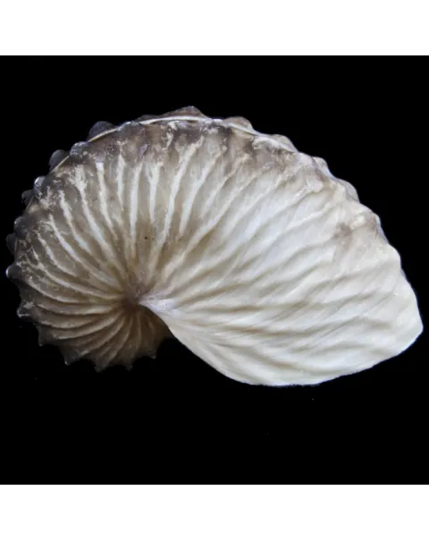 Argonauta Hians