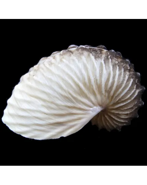 Argonauta Hians