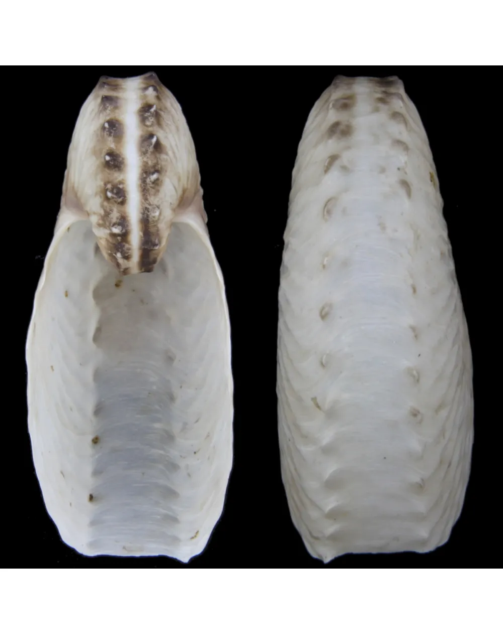 Argonauta Hians