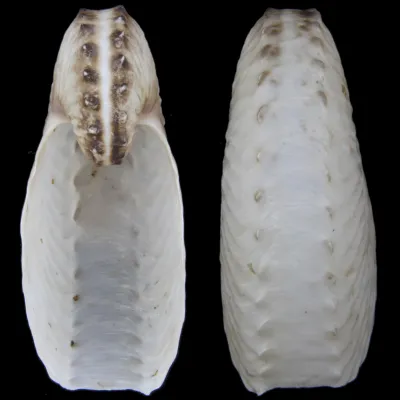 Argonauta Hians